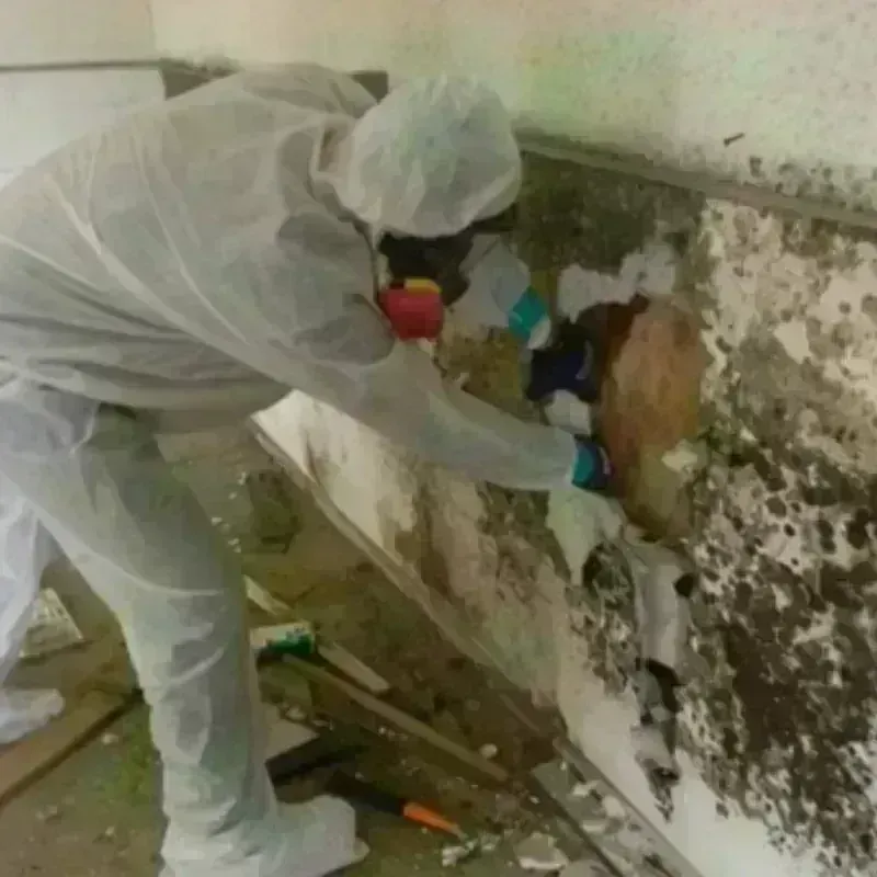 Mold Remediation and Removal in Silver Grove, KY